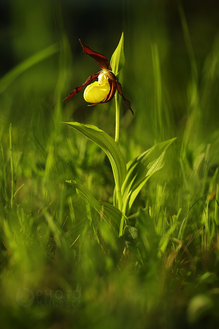 Střevičník pantoflíček (Cypripedium calceolus)