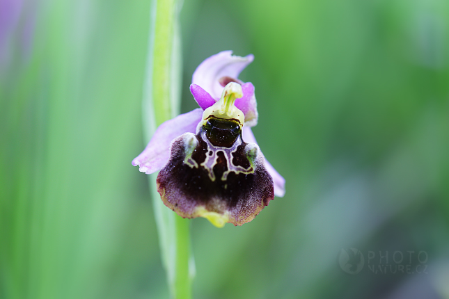 Tořič čmelákovitý Holubyho (Ophrys holoserica holubyana)