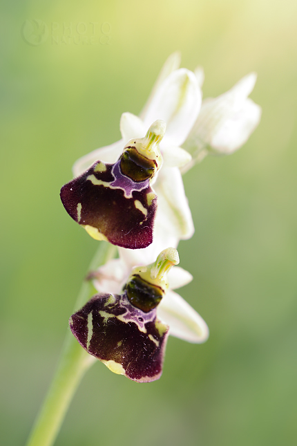 Tořič čmelákovitý Holubyho (Ophrys holoserica holubyana)