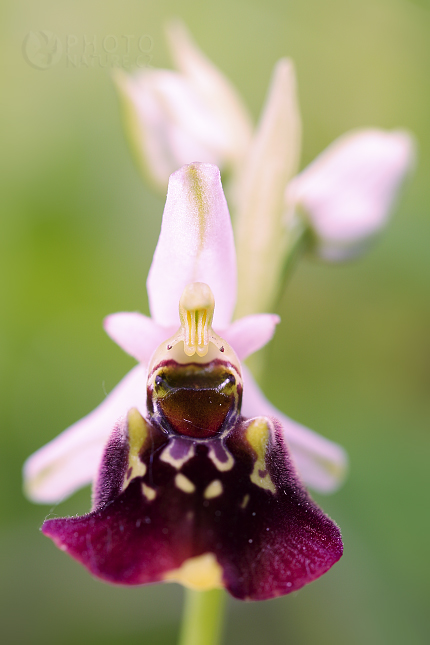 Tořič čmelákovitý Holubyho (Ophrys holoserica holubyana)