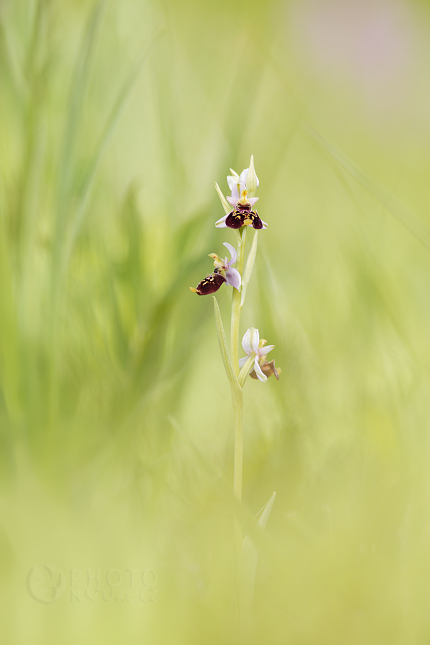 Tořič čmelákovitý Holubyho (Ophrys holoserica holubyana)