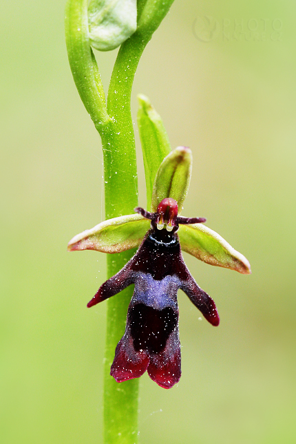 Tořič hmyzonosný (Ophrys insectifera)