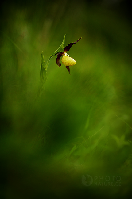 Střevičník pantoflíček (Cypripedium calceolus)