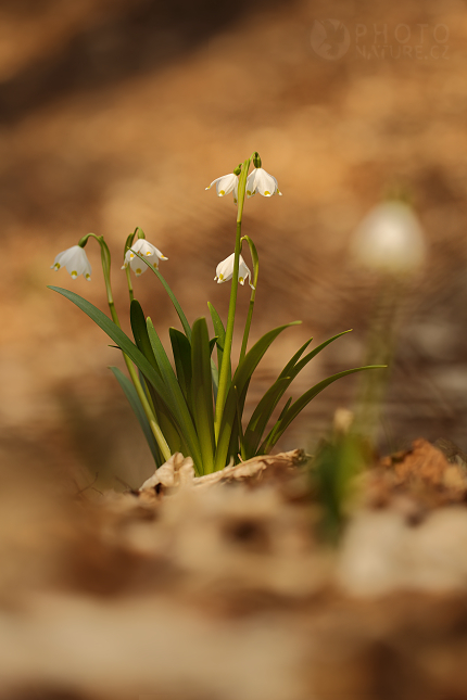 Bledule jarní (Leucojum vernum), Mcely