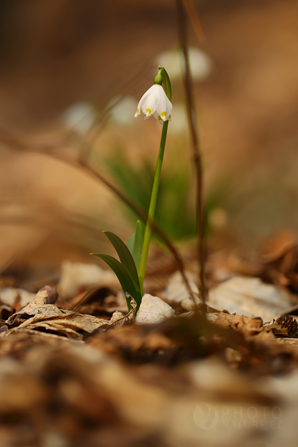 Bledule jarní (Leucojum vernum), Mcely