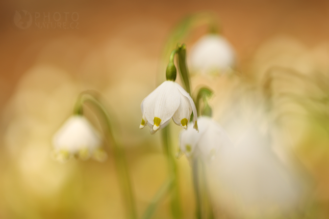 Bledule jarní (Leucojum vernum), Mcely