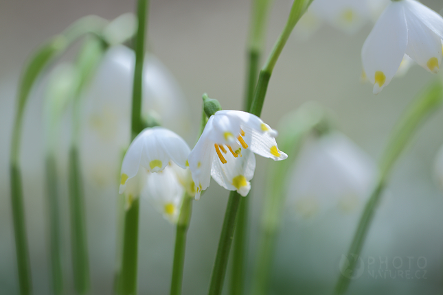 Bledule jarní (Leucojum vernum), Mcely