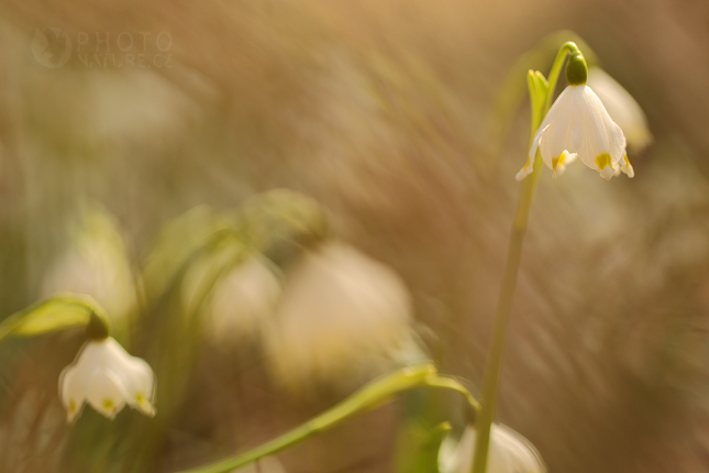 Bledule jarní (Leucojum vernum), Mcely