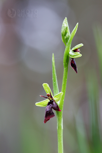 Střevičník pantoflíček (Cypripedium calceolus)