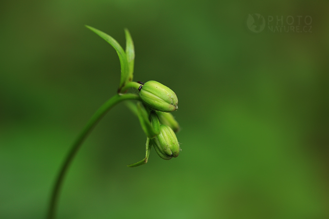 Okrotice červená (Cephalanthera rubra)