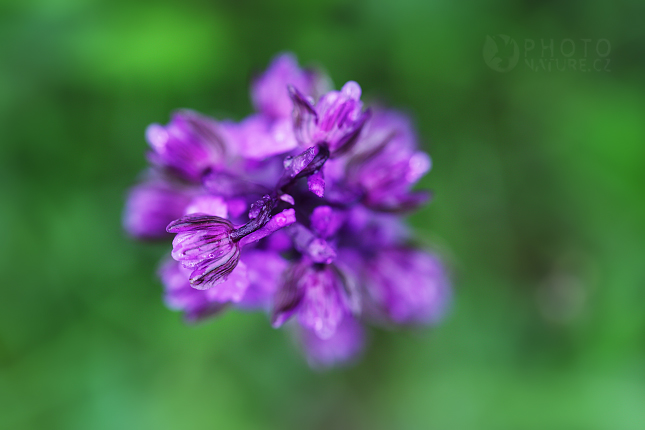 Prstnatec bezový (Dactylorhiza sambucina)