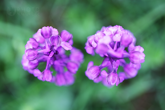 Vstavač kukačka (Orchis morio)