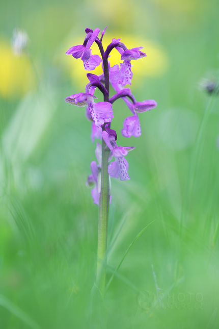 Vstavač kukačka (Orchis morio)