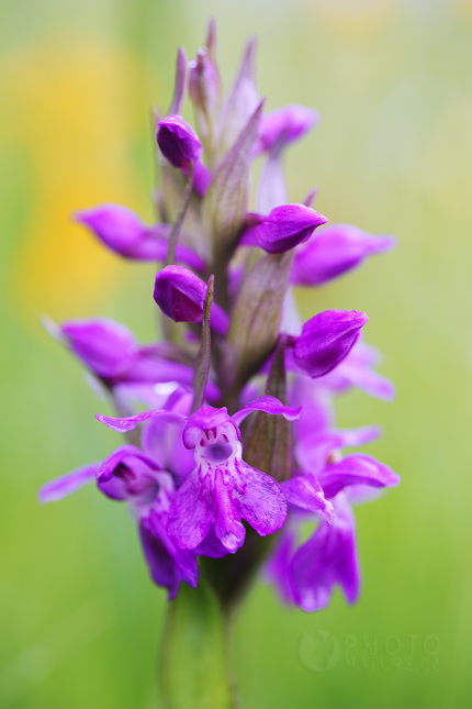 Prstnatec májový (Dactylorhiza majalis)