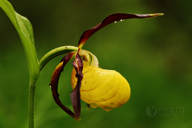 Střevíčník pantoflíček (Cypripedium calceolus)