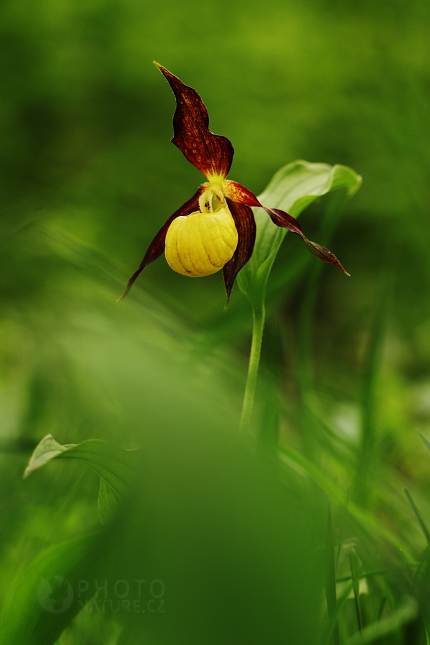 Střevíčník pantoflíček (Cypripedium calceolus)