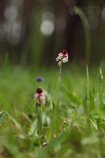 Vstavač osmahlý (Orchis ustulata), Česko