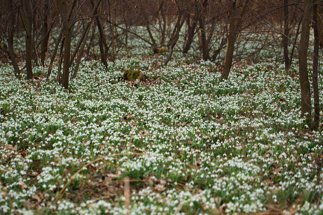 Sněženka podsněžník (Galanthus nivalis)