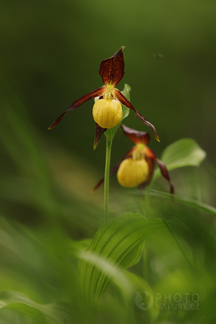 Střevíčník pantoflíček (Cypropedium calceolus), Česko