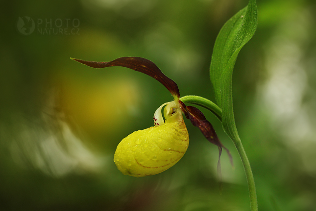 Střevičník pantoflíček (Cypripedium calceolus)