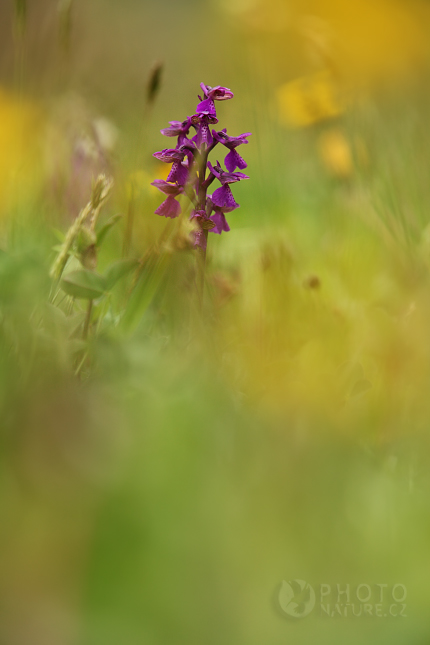 Vstavač kukačka (Orchis morio), Česko