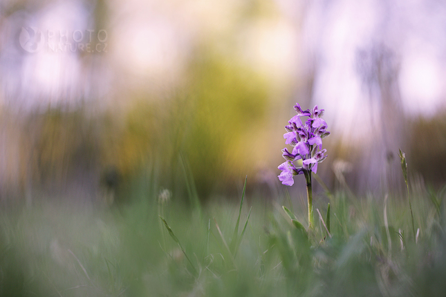 Vstavač kukačka (Orchis morio)