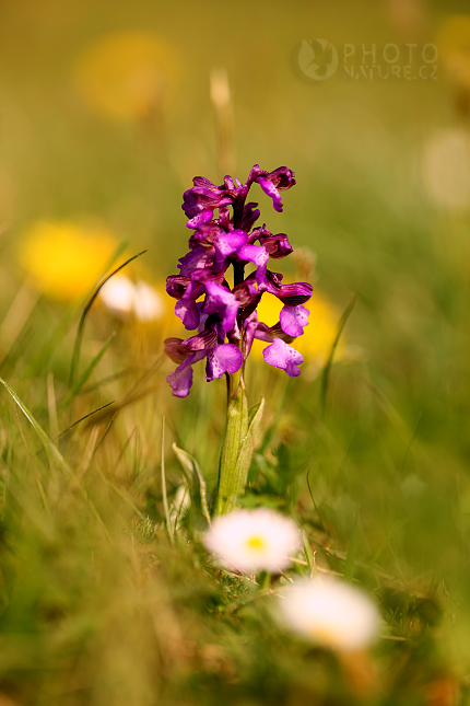 Vstavač kukačka (Orchis morio)