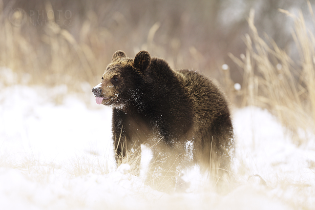 Medvěd hnědý (Ursus arctos)