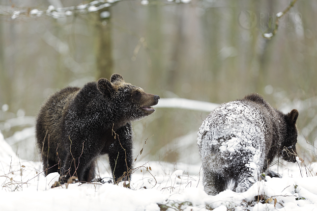 Medvěd hnědý (Ursus arctos)