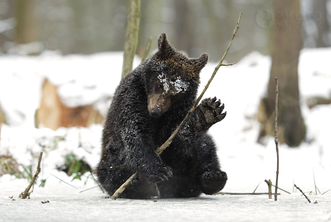 Medvěd hnědý (Ursus arctos)