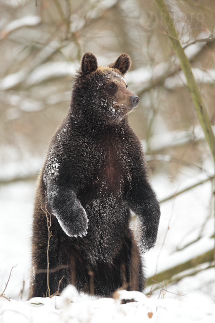 Medvěd hnědý (Ursus arctos)