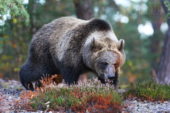 Medvěd hnědý (Ursus arctos)