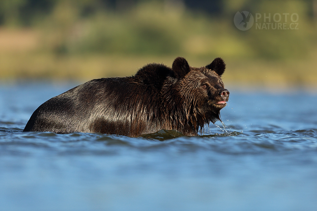 Medvěd hnědý (Ursus arctos)