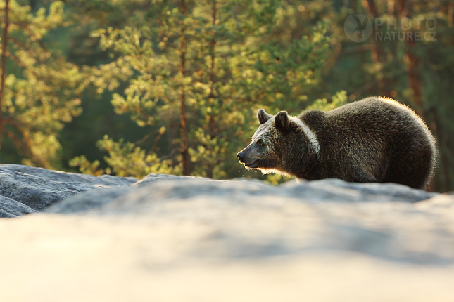 Medvěd hnědý (Ursus arctos)