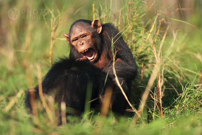 Šimpanz učenlivý (Pan troglodytes) 