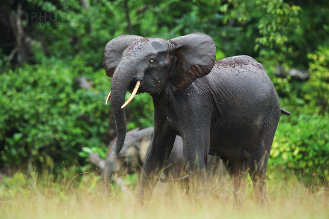 Slon pralesní (Loxodonta cyclotis) 