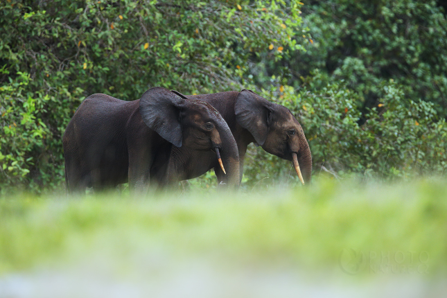 Slon pralesní (Loxodonta cyclotis) 