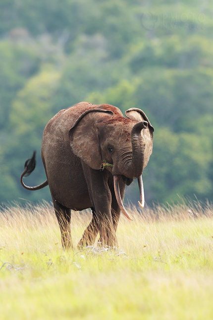 Slon pralesní (Loxodonta cyclotis) 