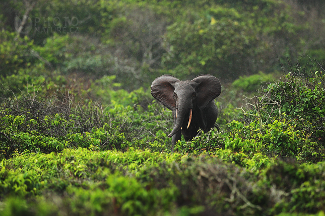 Slon pralesní (Loxodonta cyclotis) 