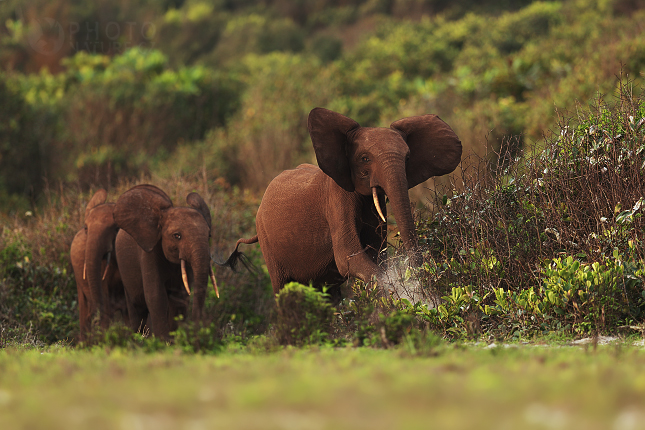 Slon pralesní (Loxodonta cyclotis) 