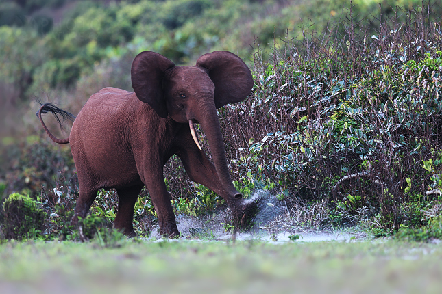 Slon pralesní (Loxodonta cyclotis) 