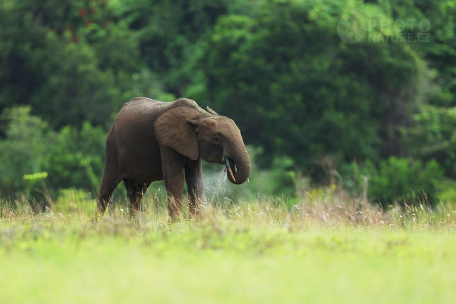 Slon pralesní (Loxodonta cyclotis) 