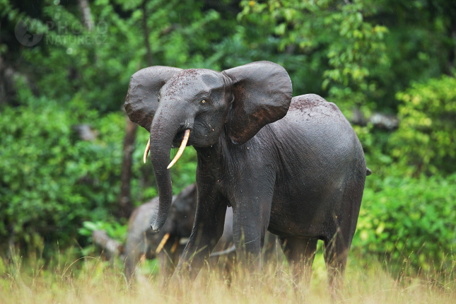 Slon pralesní (Loxodonta cyclotis) 