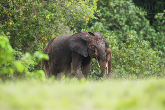 Slon pralesní (Loxodonta cyclotis) 