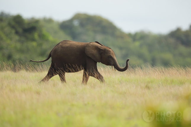 Slon pralesní (Loxodonta cyclotis) 