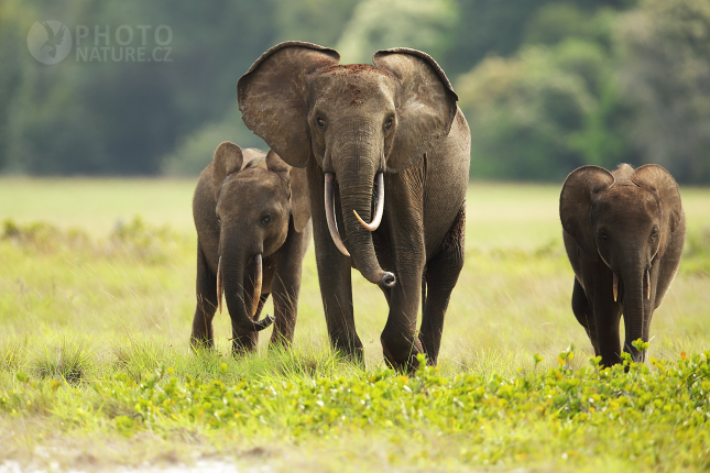 Slon pralesní (Loxodonta cyclotis) 