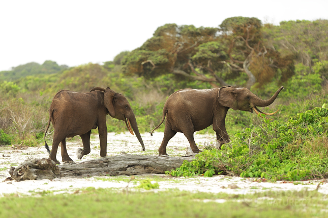 Slon pralesní (Loxodonta cyclotis) 