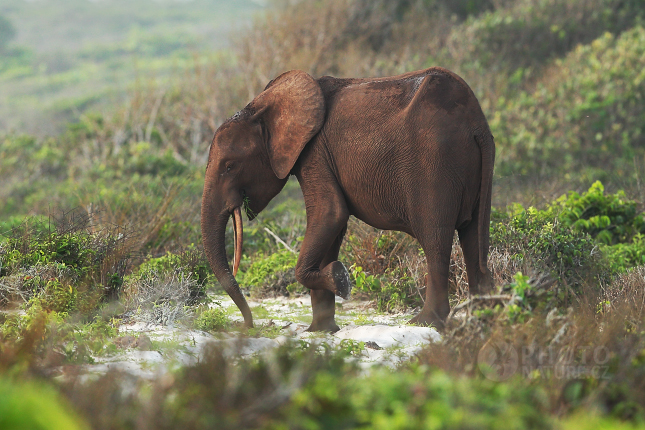 Slon pralesní (Loxodonta cyclotis) 