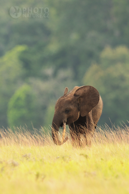 Slon pralesní (Loxodonta cyclotis) 