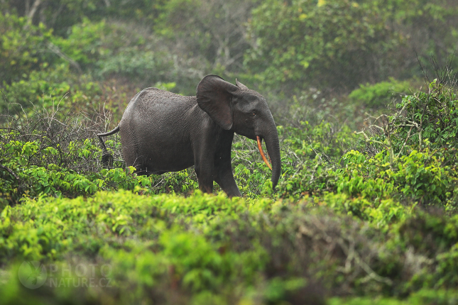 Slon pralesní (Loxodonta cyclotis) 